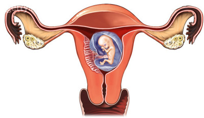 胎儿为什么会停止发育